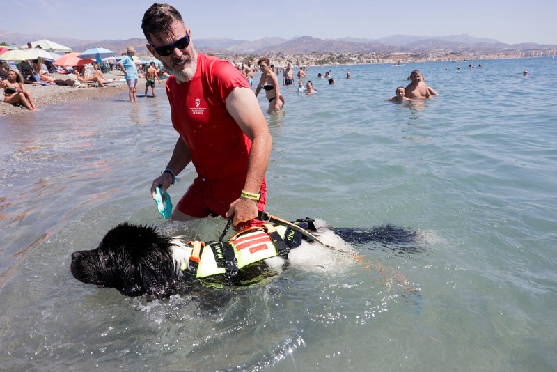 Pantai Levante di Spanyol memiliki sekelompok anjing yang terlatih untuk menyelamatkan pengunjung yang terbawa arus air. (REUTERS/Jon Nazca) Pantai Levante di Spanyol memiliki sekelompok anjing yang terlatih untuk menyelamatkan pengunjung yang terbawa arus air. (REUTERS/Jon Nazca)