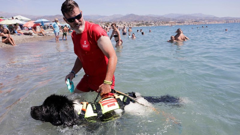 Pantai Levante di Spanyol memiliki sekelompok anjing yang terlatih untuk menyelamatkan pengunjung yang terbawa arus air. (REUTERS/Jon Nazca)