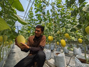 Pemuda Ponorogo Pilih Jadi Petani Melon, Cuan Rp 30 Juta Setiap Panen