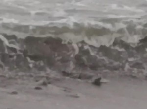 Heboh 5 Buaya Muncul di Pantai Tanggamus Lampung, Warga Diminta Waspada