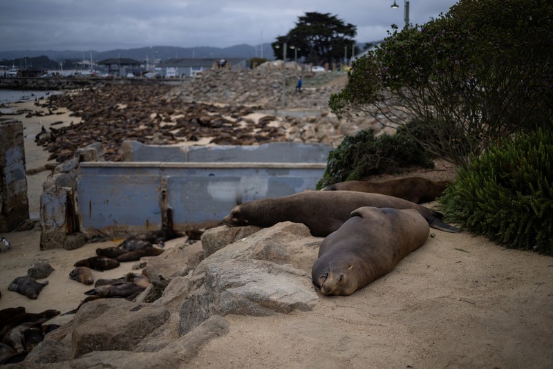 Serbuan singa laut menutup Pantai Monterey, California, Amrika Serikat. (REUTERS/Carlos Barria) Serbuan singa laut menutup Pantai Monterey, California, Amrika Serikat. (REUTERS/Carlos Barria)