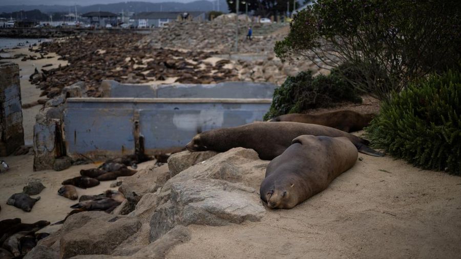Serbuan singa laut menutup Pantai Monterey, California, Amrika Serikat. (REUTERS/Carlos Barria)