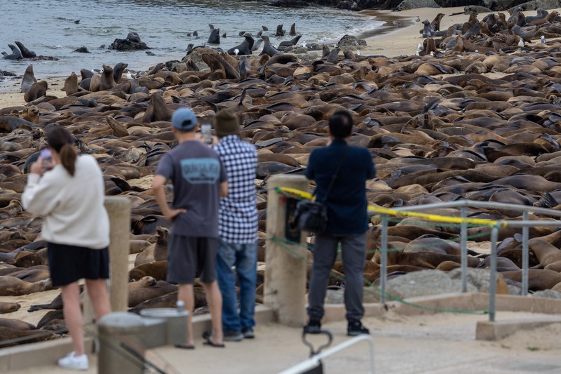 Serbuan singa laut menutup Pantai Monterey, California, Amrika Serikat. (REUTERS/Carlos Barria) Serbuan singa laut menutup Pantai Monterey, California, Amrika Serikat. (REUTERS/Carlos Barria)