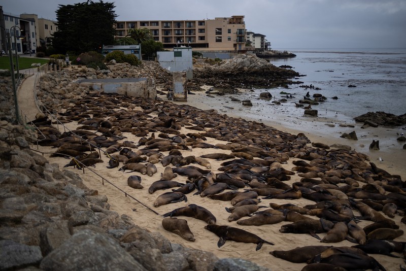 Serbuan singa laut menutup Pantai Monterey, California, Amrika Serikat. (REUTERS/Carlos Barria) Serbuan singa laut menutup Pantai Monterey, California, Amrika Serikat. (REUTERS/Carlos Barria)