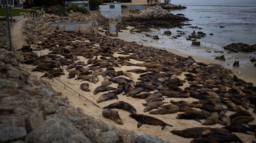 Serbuan singa laut menutup Pantai Monterey, California, Amrika Serikat. (REUTERS/Carlos Barria)