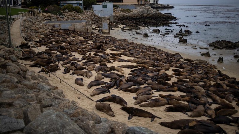 Serbuan singa laut menutup Pantai Monterey, California, Amrika Serikat. (REUTERS/Carlos Barria)
