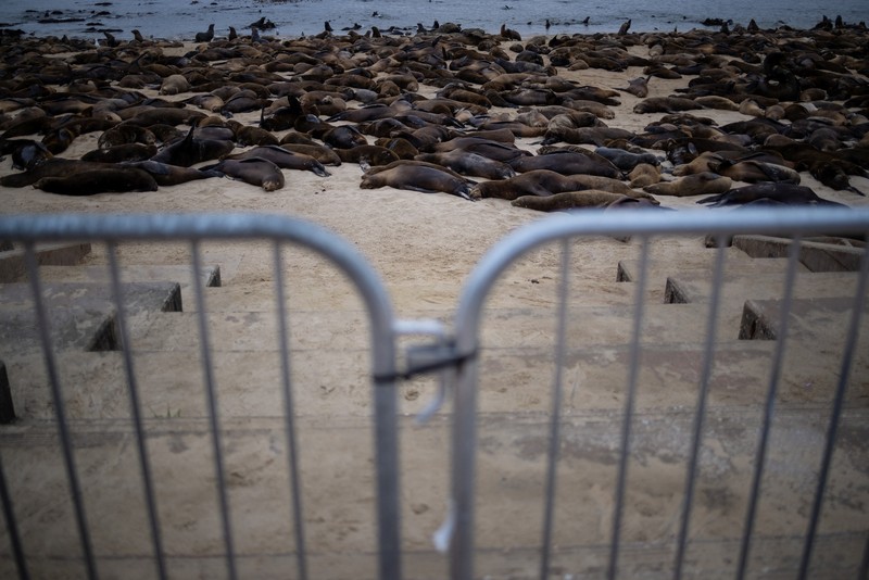 Serbuan singa laut menutup Pantai Monterey, California, Amrika Serikat. (REUTERS/Carlos Barria) Serbuan singa laut menutup Pantai Monterey, California, Amrika Serikat. (REUTERS/Carlos Barria)