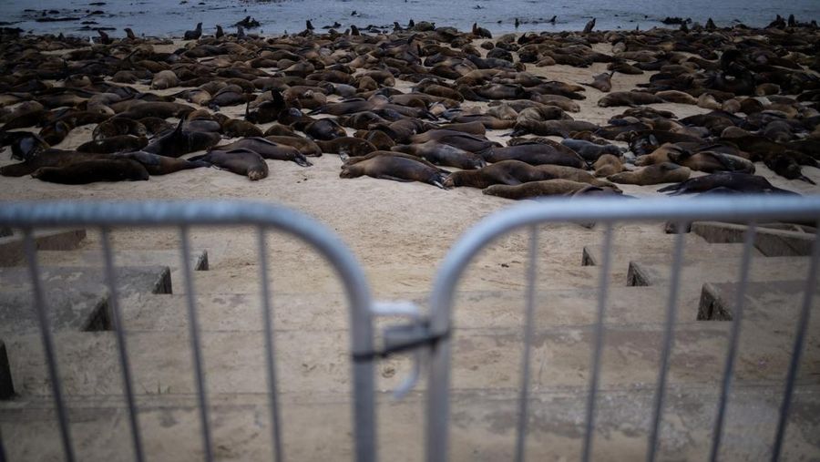 Serbuan singa laut menutup Pantai Monterey, California, Amrika Serikat. (REUTERS/Carlos Barria)