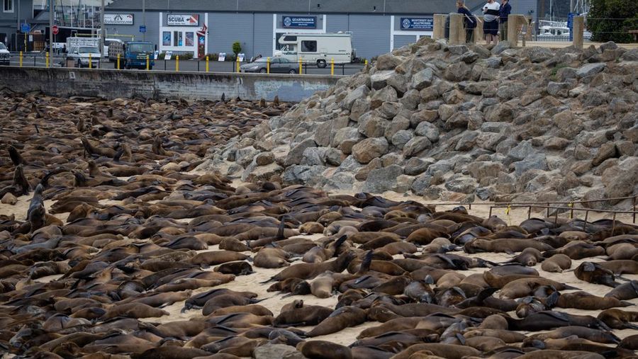 Serbuan singa laut menutup Pantai Monterey, California, Amrika Serikat. (REUTERS/Carlos Barria)