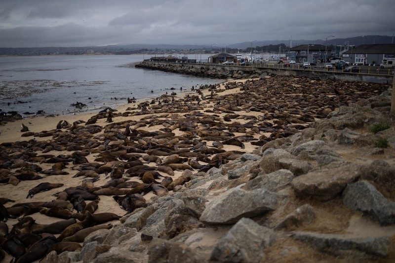 Serbuan singa laut menutup Pantai Monterey, California, Amrika Serikat. (REUTERS/Carlos Barria) Serbuan singa laut menutup Pantai Monterey, California, Amrika Serikat. (REUTERS/Carlos Barria)