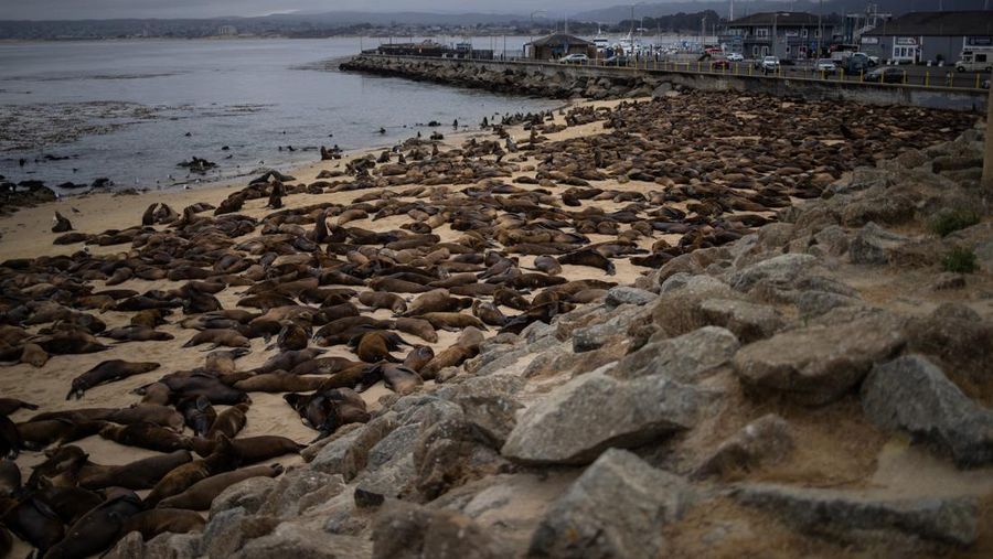 Serbuan singa laut menutup Pantai Monterey, California, Amrika Serikat. (REUTERS/Carlos Barria)
