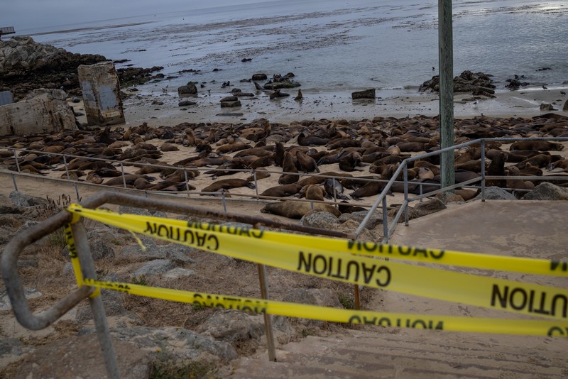 Serbuan singa laut menutup Pantai Monterey, California, Amrika Serikat. (REUTERS/Carlos Barria) Serbuan singa laut menutup Pantai Monterey, California, Amrika Serikat. (REUTERS/Carlos Barria)