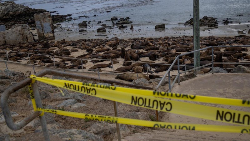 Serbuan singa laut menutup Pantai Monterey, California, Amrika Serikat. (REUTERS/Carlos Barria)