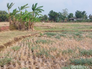 Kemarau Panjang Bikin Petani di Cirebon Gigit Jari