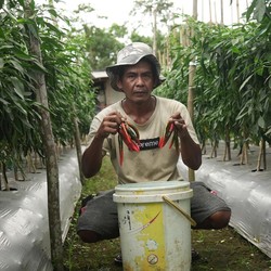 IMIP Gandeng Kelompok Tani Bahodopi Bangun Pertanian Presisi