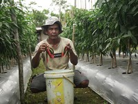 IMIP Gandeng Kelompok Tani Bahodopi Bangun Pertanian Presisi