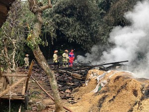 Kandang di Ciamis Terbakar, 1.000 Ekor Ayam Mati Terpanggang