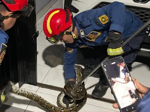 Ciri-ciri Ada Ular di Rumah, Cara Mengatasi, dan Cara Menghindarinya