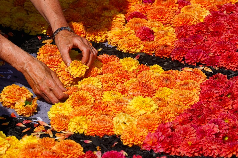 Karpet bunga bertema ''Art Nouveau'' seluas 1.680 meter persegi, dibuat oleh tim yang terdiri dari sekitar 100 tukang kebun menggunakan ratusan ribu dahlia dan begonia, terlihat di Grand Place Brussels, Belgia, 15 Agustus 2024. (REUTERS/Yves Herman)