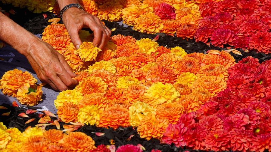 Seorang tukang kebun bekerja di karpet bunga bertema ''Art Nouveau'' seluas 1.680 meter persegi, yang dibuat oleh tim yang terdiri dari sekitar 100 tukang kebun menggunakan ratusan ribu dahlia dan begonia, di Grand Place Brussels, Belgia, 15 Agustus 2024. (REUTERS/Yves Herman)