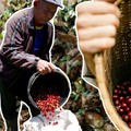Ini 10 Provinsi Penghasil Kopi Terbesar di Indonesia, Lampung Nomor 2