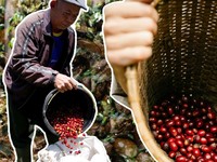 Ini 10 Provinsi Penghasil Kopi Terbesar di Indonesia, Lampung Nomor 2