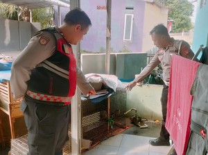Maling di Depok Bak Ninja Tak Pakai Celana Curi Ayam Terekam CCTV