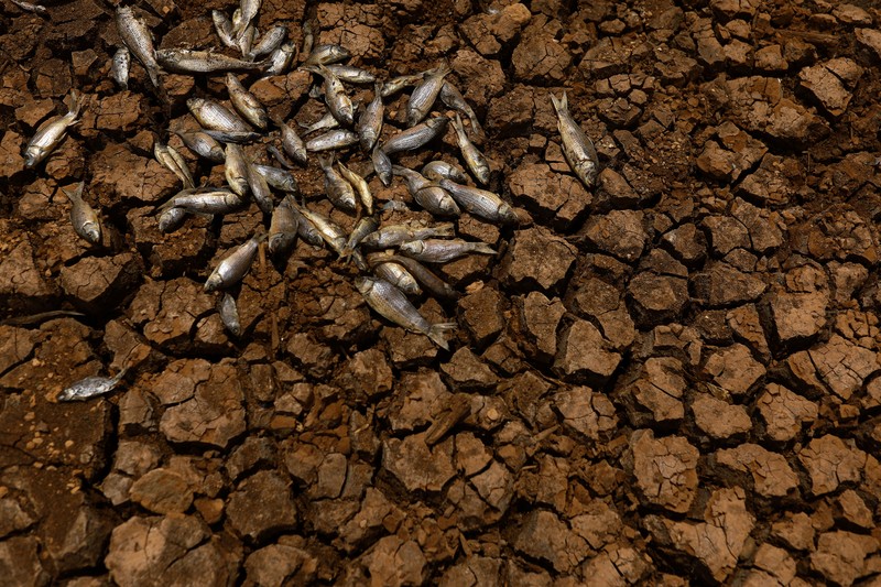 Seorang pekerja berdiri di ladang tanaman dekat bendungan Las Lajas yang terkena dampak kekeringan parah, di Buenaventura, negara bagian Chihuahua, Meksiko, 23 Agustus 2024. Seorang pekerja berdiri di ladang tanaman dekat bendungan Las Lajas yang terkena dampak kekeringan parah, di Buenaventura, negara bagian Chihuahua, Meksiko, 23 Agustus 2024. (REUTERS/Jose Luis Gonzalez)