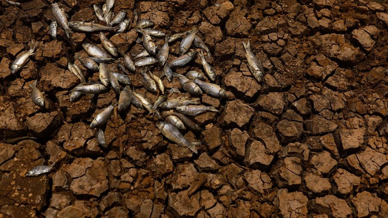 Seorang pekerja berdiri di ladang tanaman dekat bendungan Las Lajas yang terkena dampak kekeringan parah, di Buenaventura, negara bagian Chihuahua, Meksiko, 23 Agustus 2024. (REUTERS/Jose Luis Gonzalez)