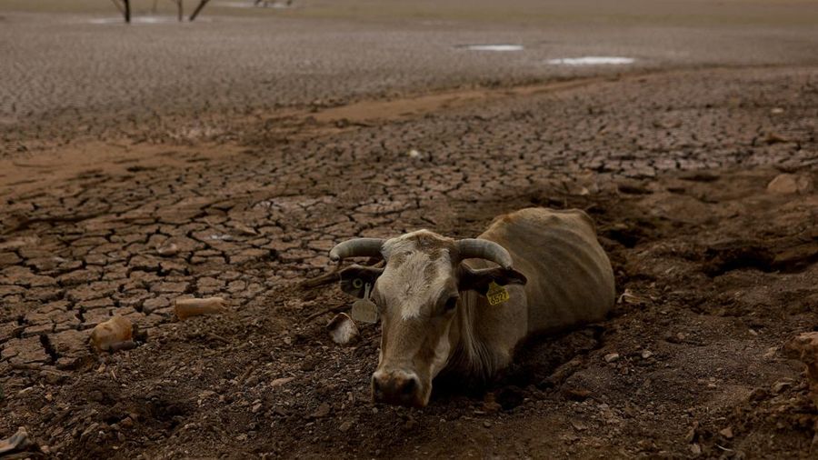 Seekor sapi terjebak di lumpur dasar kering bendungan Las Lajas akibat kekeringan parah, di Buenaventura, negara bagian Chihuahua, Meksiko, 23 Agustus 2024. (REUTERS/Jose Luis Gonzalez)