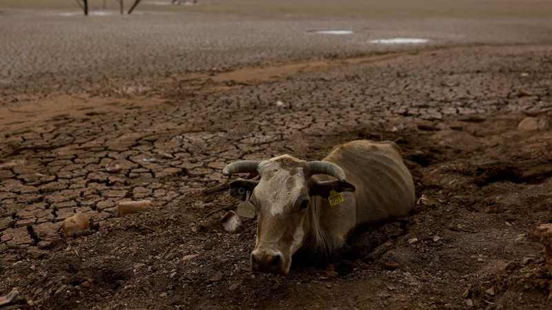 Seorang pekerja berdiri di ladang tanaman dekat bendungan Las Lajas yang terkena dampak kekeringan parah, di Buenaventura, negara bagian Chihuahua, Meksiko, 23 Agustus 2024. (REUTERS/Jose Luis Gonzalez)