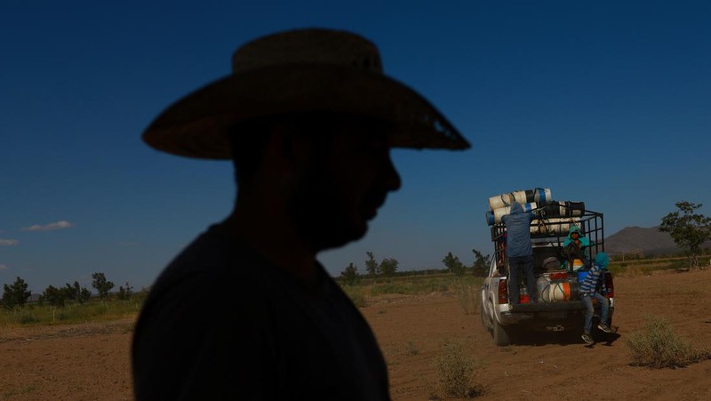Seorang pekerja berdiri di ladang tanaman dekat bendungan Las Lajas yang terkena dampak kekeringan parah, di Buenaventura, negara bagian Chihuahua, Meksiko, 23 Agustus 2024. (REUTERS/Jose Luis Gonzalez)