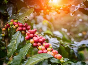 4 Keunikan Kopi Ambal Kebumen, Tumbuhnya di Pesisir Pantai Selatan