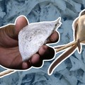 Harta Karun RI Jadi Incaran Seluruh Dunia, Berani Bayar Rp7,4 Juta/Kg