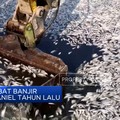 Video: Terbawa Arus, Ratusan Ton Ikan Mati di Pelabuhan Yunani