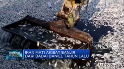 Video: Terbawa Arus, Ratusan Ton Ikan Mati di Pelabuhan Yunani