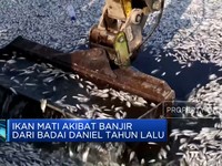 Video: Terbawa Arus, Ratusan Ton Ikan Mati di Pelabuhan Yunani