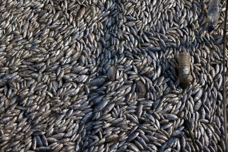 Sebuah ekskavator bekerja membersihkan ikan mati yang terdampar di pelabuhan Volos, Yunani, 28 Agustus 2024. Sebuah ekskavator bekerja membersihkan ikan mati yang terdampar di pelabuhan Volos, Yunani, 28 Agustus 2024. (REUTERS/Alexandros Avramidis)