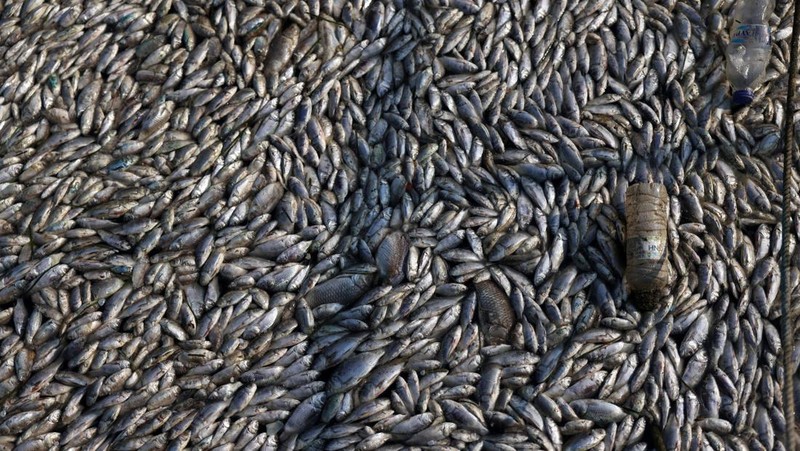Sebuah ekskavator bekerja membersihkan ikan mati yang terdampar di pelabuhan Volos, Yunani, 28 Agustus 2024. (REUTERS/Alexandros Avramidis)