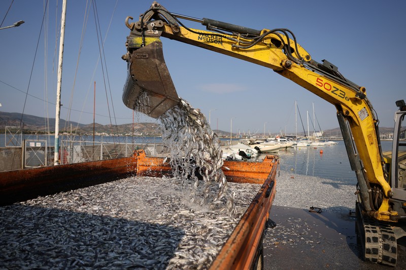 Sebuah ekskavator bekerja membersihkan ikan mati yang terdampar di pelabuhan Volos, Yunani, 28 Agustus 2024. Sebuah ekskavator bekerja membersihkan ikan mati yang terdampar di pelabuhan Volos, Yunani, 28 Agustus 2024. (REUTERS/Alexandros Avramidis)