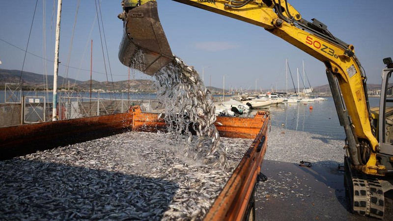 Sebuah ekskavator bekerja membersihkan ikan mati yang terdampar di pelabuhan Volos, Yunani, 28 Agustus 2024. (REUTERS/Alexandros Avramidis)