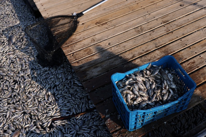 Sebuah ekskavator bekerja membersihkan ikan mati yang terdampar di pelabuhan Volos, Yunani, 28 Agustus 2024. Sebuah ekskavator bekerja membersihkan ikan mati yang terdampar di pelabuhan Volos, Yunani, 28 Agustus 2024. (REUTERS/Alexandros Avramidis)