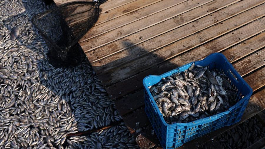 Sebuah ekskavator bekerja membersihkan ikan mati yang terdampar di pelabuhan Volos, Yunani, 28 Agustus 2024. (REUTERS/Alexandros Avramidis)