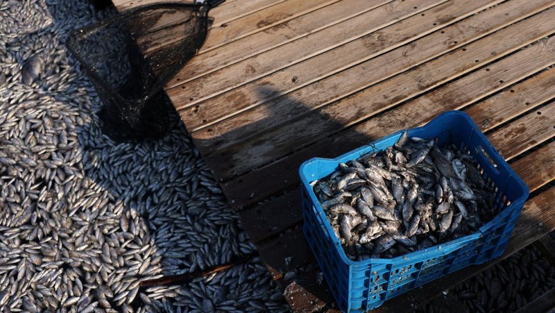 Sebuah ekskavator bekerja membersihkan ikan mati yang terdampar di pelabuhan Volos, Yunani, 28 Agustus 2024. (REUTERS/Alexandros Avramidis)