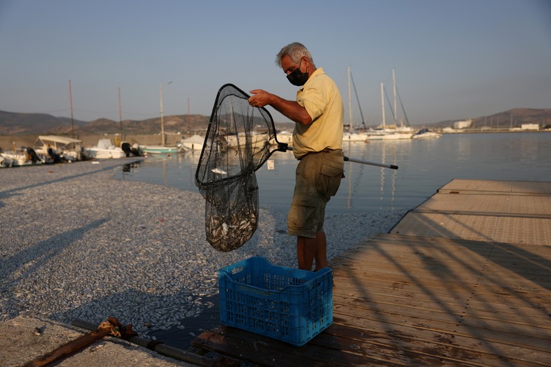 Sebuah ekskavator bekerja membersihkan ikan mati yang terdampar di pelabuhan Volos, Yunani, 28 Agustus 2024. (REUTERS/Alexandros Avramidis)