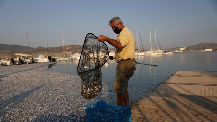 Sebuah ekskavator bekerja membersihkan ikan mati yang terdampar di pelabuhan Volos, Yunani, 28 Agustus 2024. (REUTERS/Alexandros Avramidis)