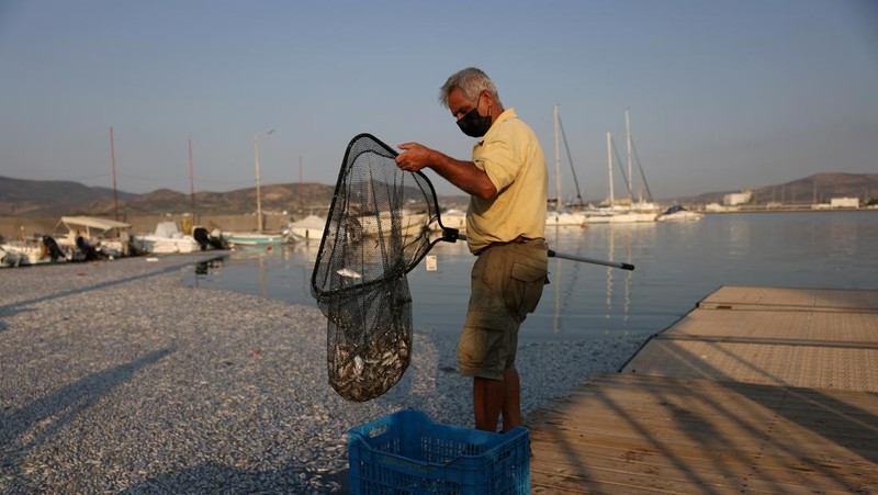 Sebuah ekskavator bekerja membersihkan ikan mati yang terdampar di pelabuhan Volos, Yunani, 28 Agustus 2024. (REUTERS/Alexandros Avramidis)
