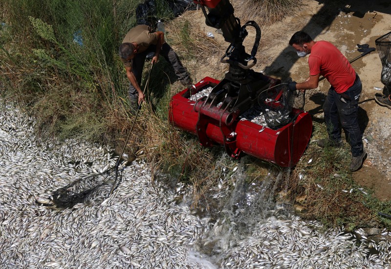 Sebuah ekskavator bekerja membersihkan ikan mati yang terdampar di pelabuhan Volos, Yunani, 28 Agustus 2024. (REUTERS/Alexandros Avramidis)