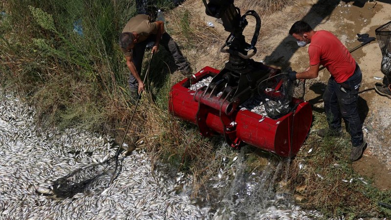 Sebuah ekskavator bekerja membersihkan ikan mati yang terdampar di pelabuhan Volos, Yunani, 28 Agustus 2024. (REUTERS/Alexandros Avramidis)
