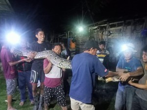 Penampakan Ular Piton 7,5 Meter Mati Ditombak Warga di Sungai Bone Bolango